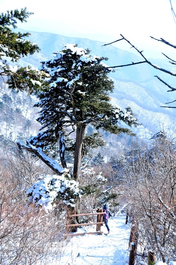 가파른 하산길에 주목 군락지가 있다. 눈덮힌 주목의 모습이 그 어느 때보다도 늠름하다 ⓒ 최기영