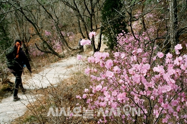 답답해하는 아이를 데리고 주말에는 등산을 하기도 했다. 산길에 피어있는 꽃들을 보고는 아이는 봄꽃이 가득했을 학교 교정을 떠올렸다.  아이는 벚꽃의 꽃말을 '충간고사'라고 했다 ⓒ 최기영