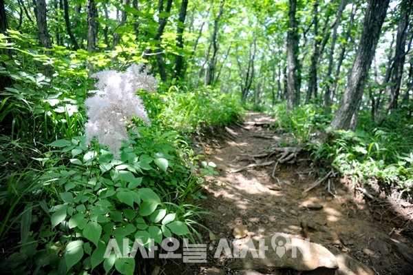 산행은 삼척에 있는 댓재에서 시작했다. 댓재는 대나무가 많은 고개라는 뜻이다. 댓재에서 오르는 길은 다정한 숲길이다. 터리풀이 피어있는 모습도 정겹다 ⓒ 최기영